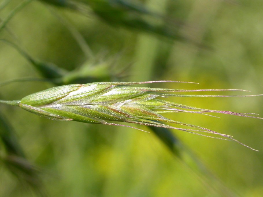 Костер кровельный (Bromus tectorum)