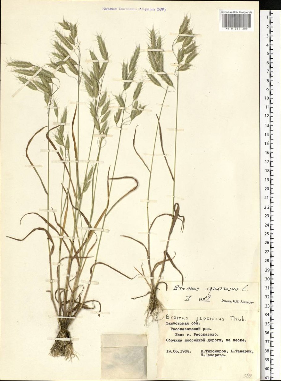Кострец безостый