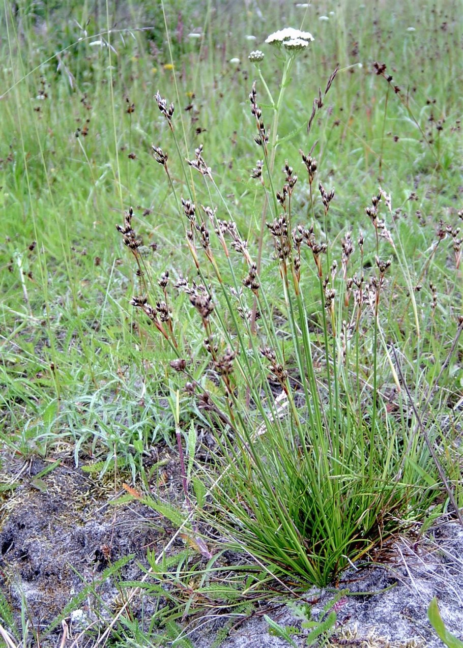 Кострец ржаной сорняк