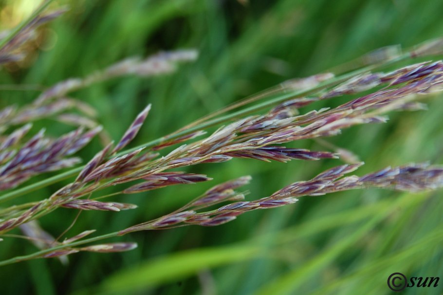 Кострец безостый колосок