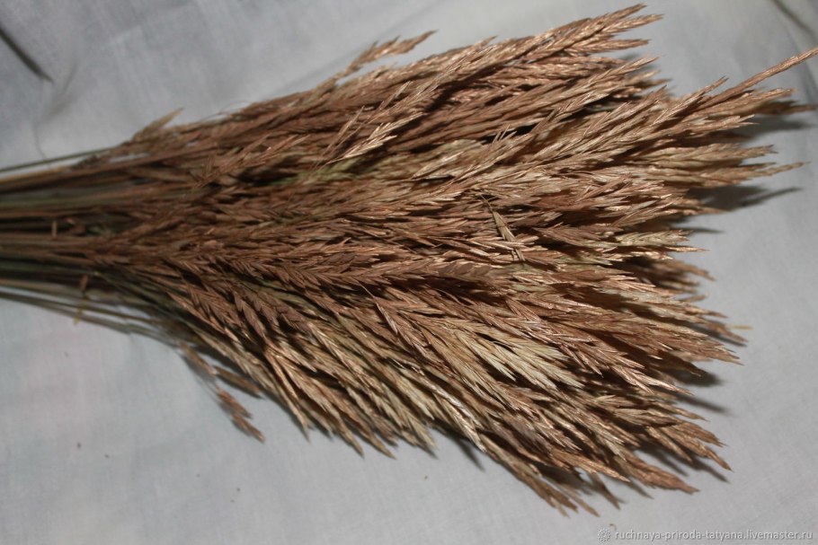 Змеевка растопыренная цветет