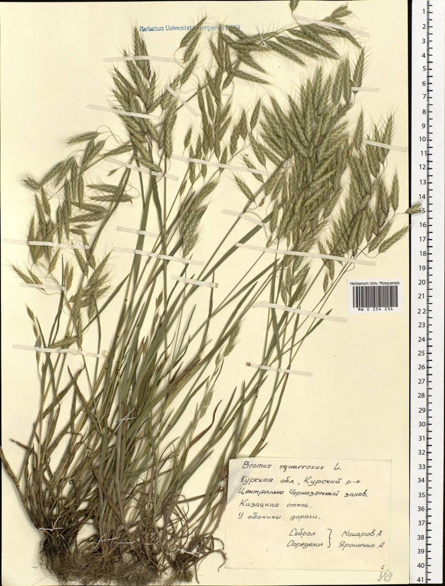 Горец растение растопыренный