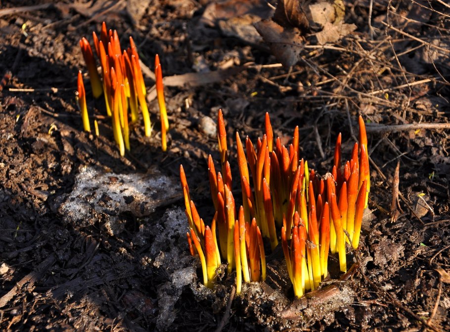 Кострец (костер) безостый.