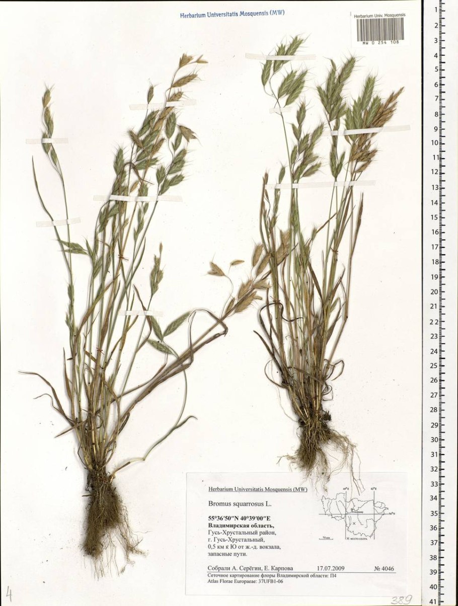 Ситник растопыренный