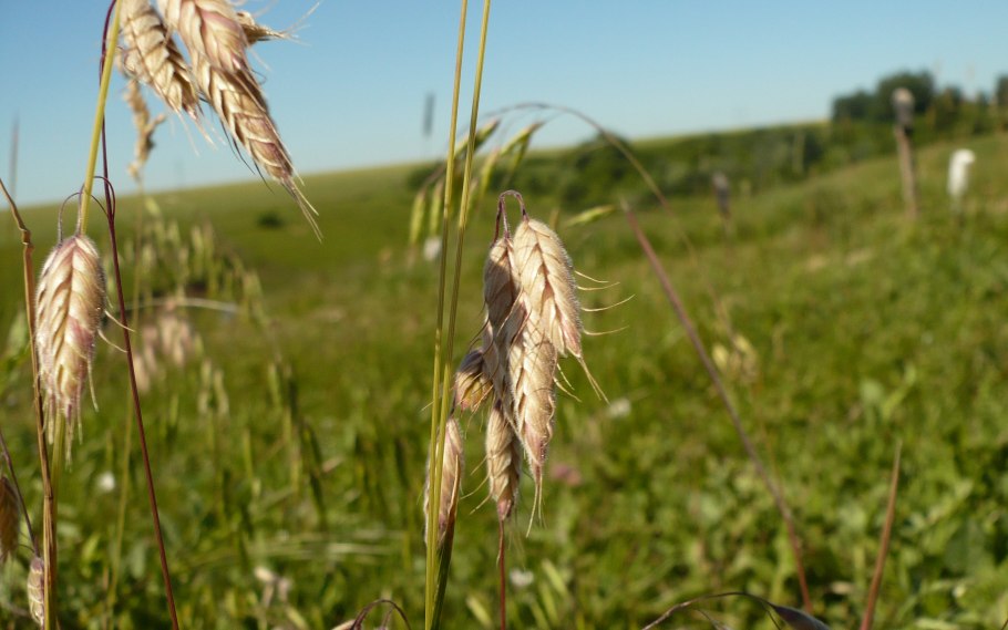 Бромус растопыренный