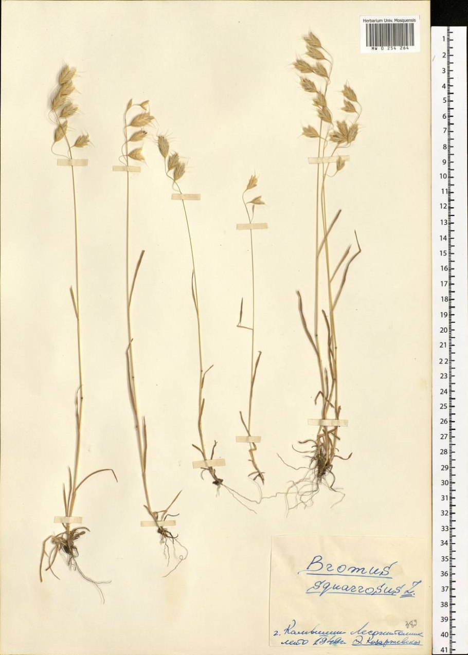 Костер безостый Луговой