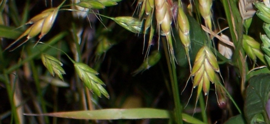 Костёр ржаной (bromus secalinus)