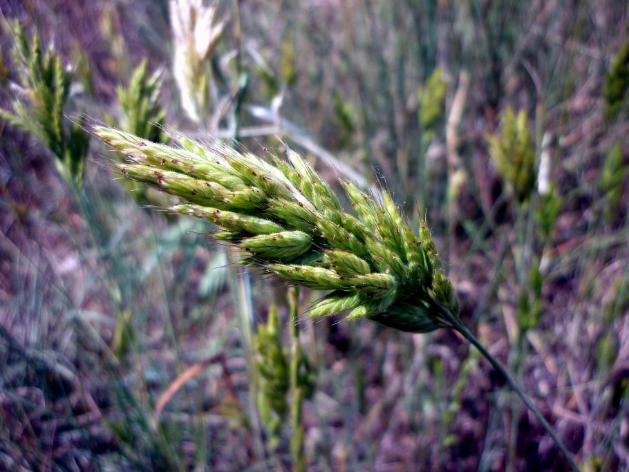 Костёр безостый растение