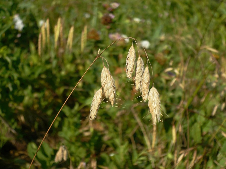 Bromus squarrosus l.