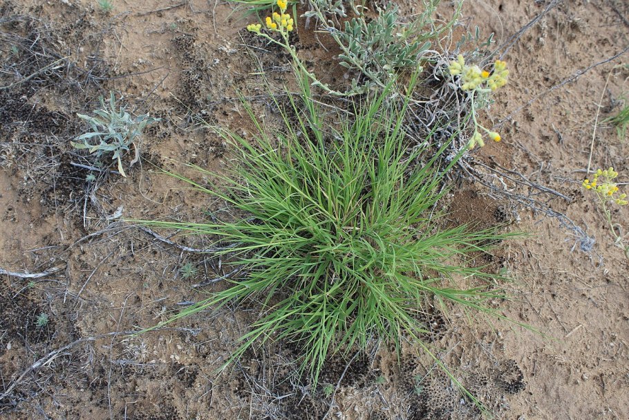 Огонь красивый в нижней части