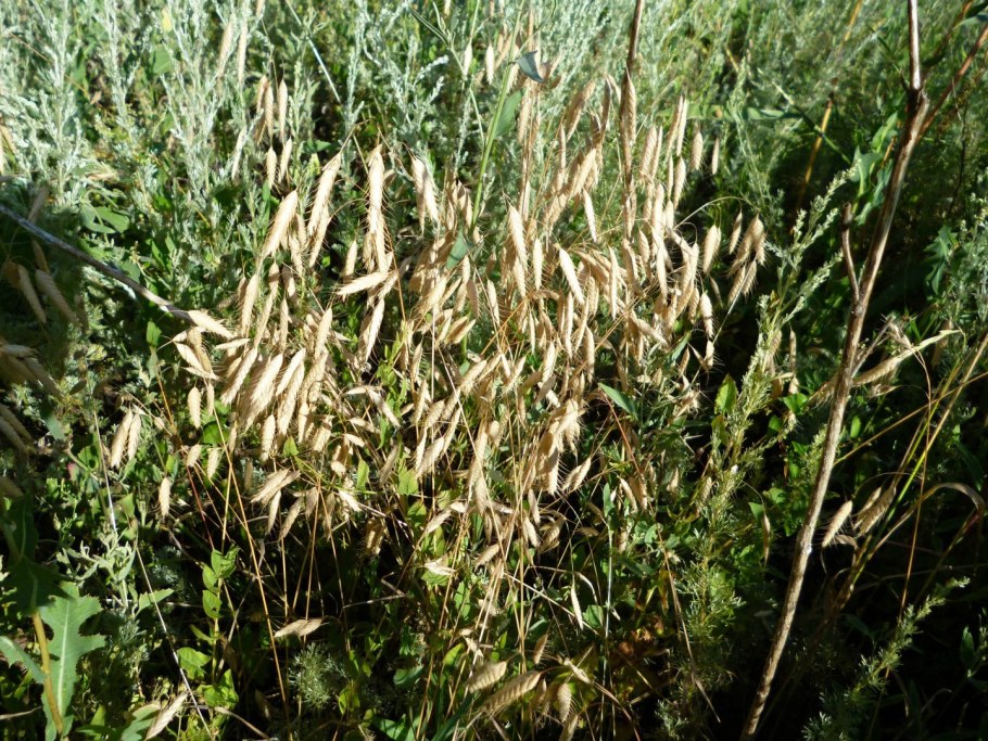 Трава костер растопыренный