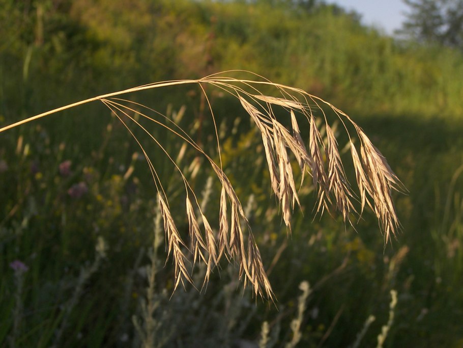 Костёр ржаной (Bromus secalinus)