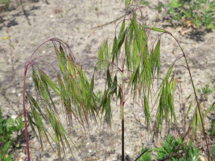 Bromus tectorum