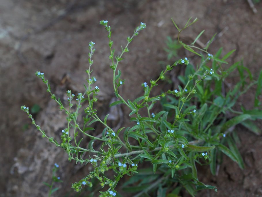 Липучка растопыренная (lappula squarrosa)