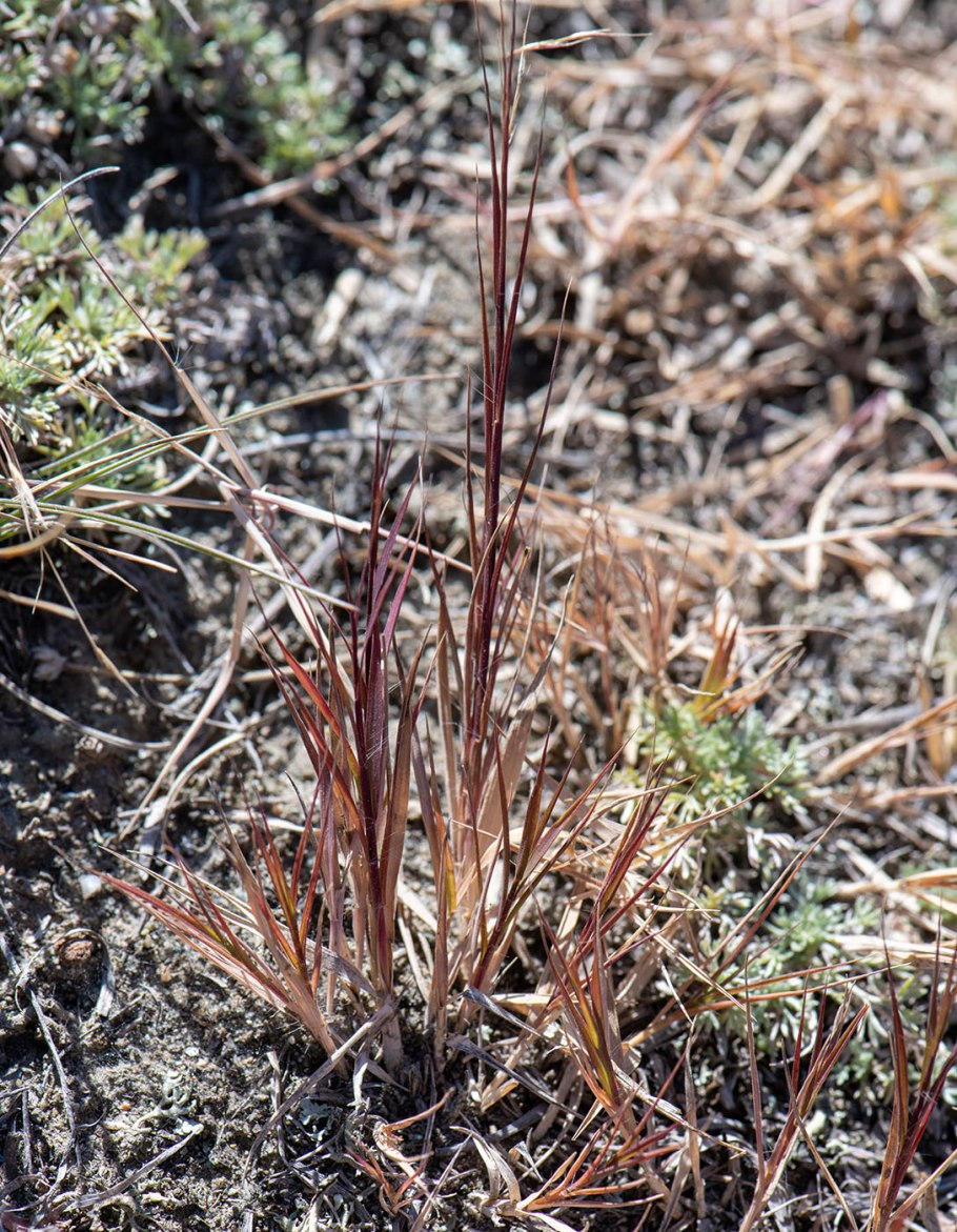 Кострец безостый