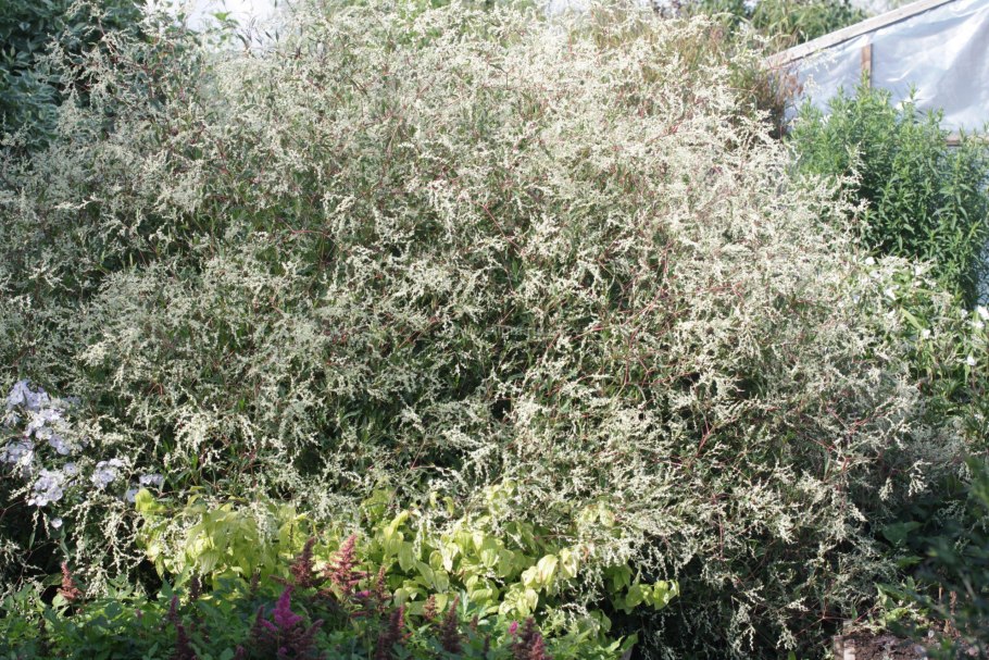 Кострец безостый Bromus inermis