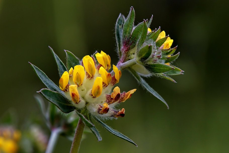 Анхиллис язвенник