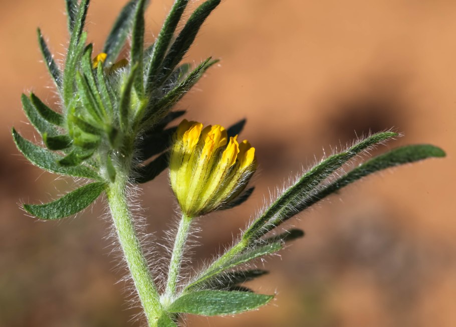 Язвенник антисептик