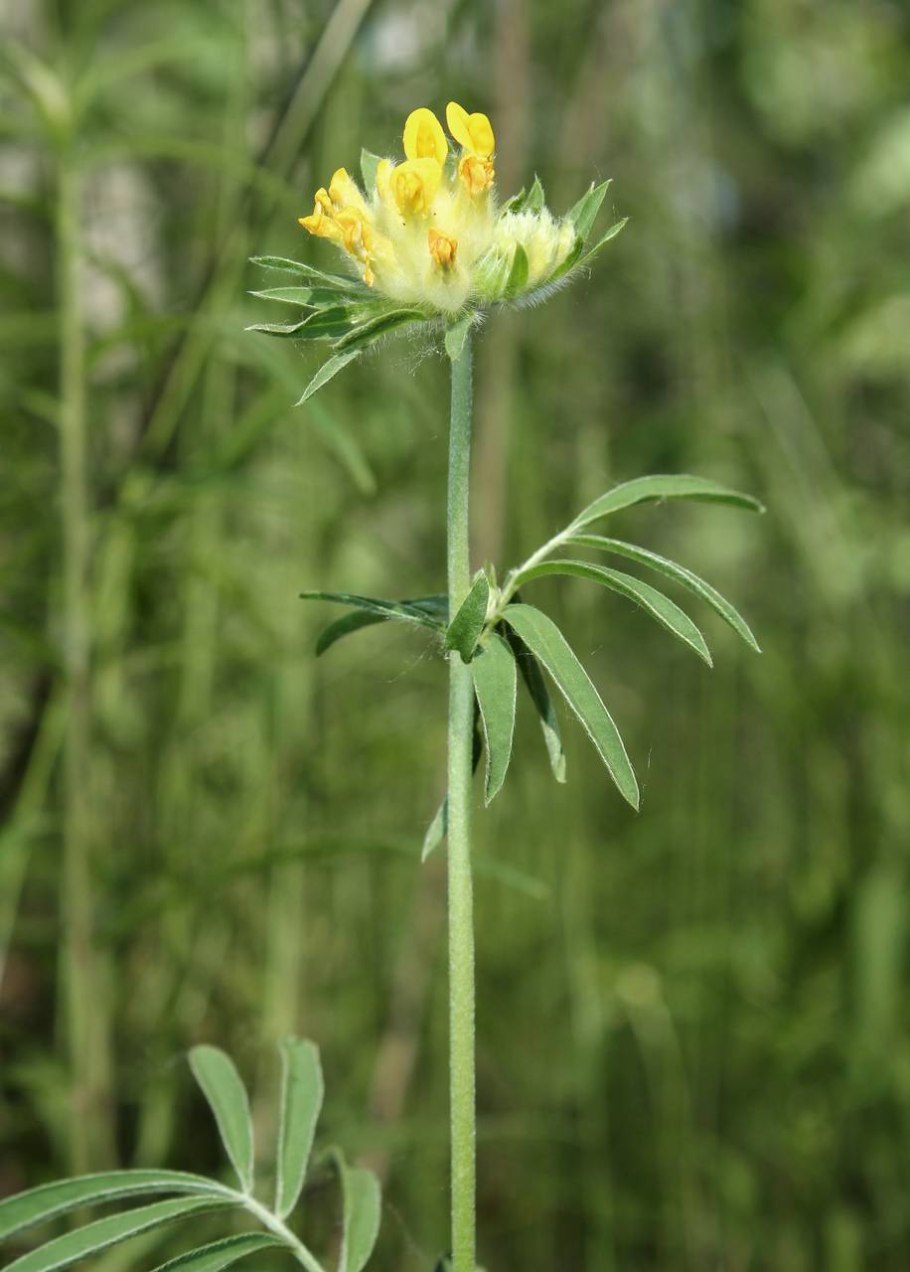 Язвенник крупноголовчатый