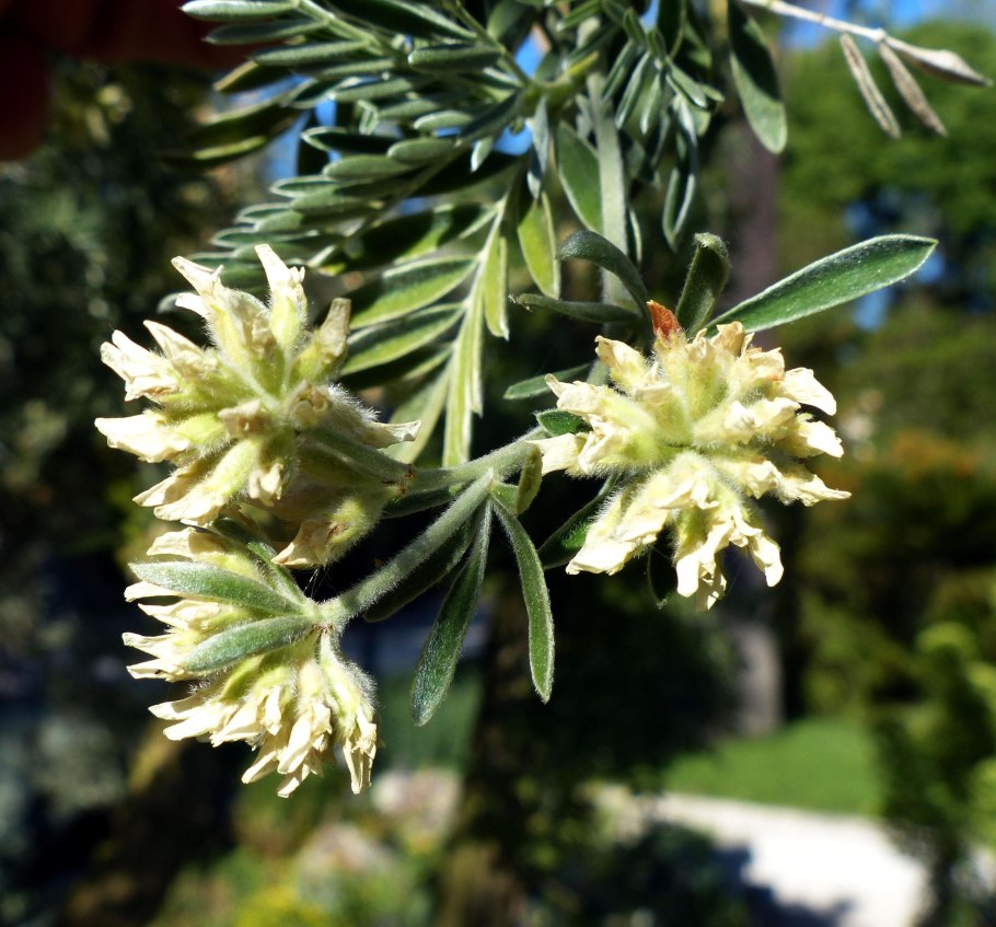 Язвенник многолистный