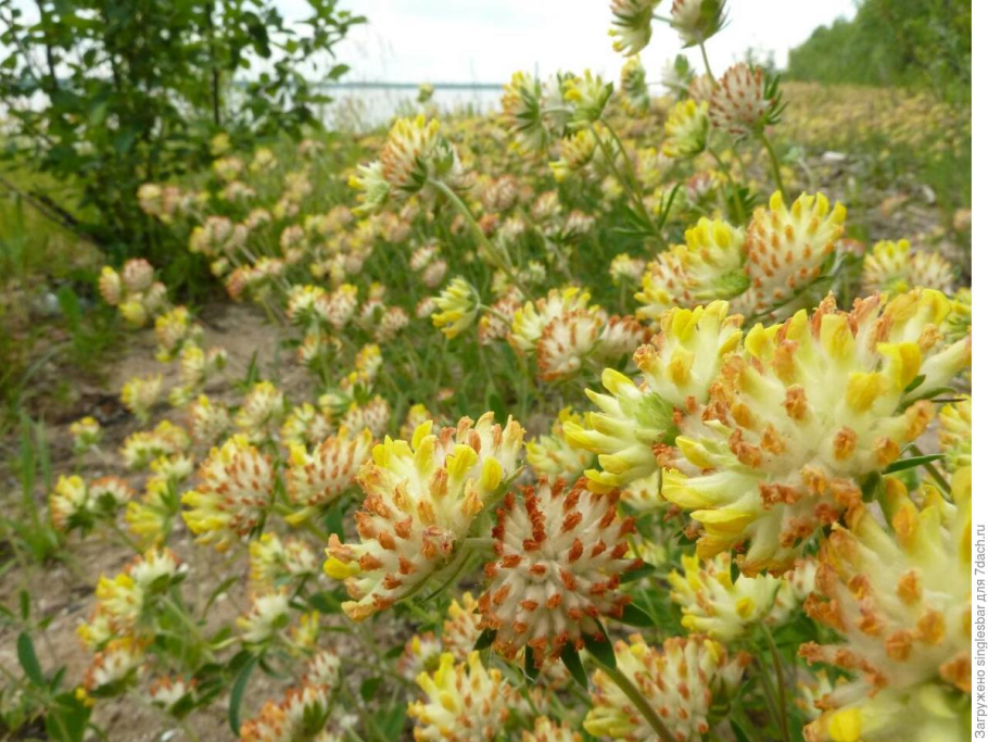 Анхиллис язвенник