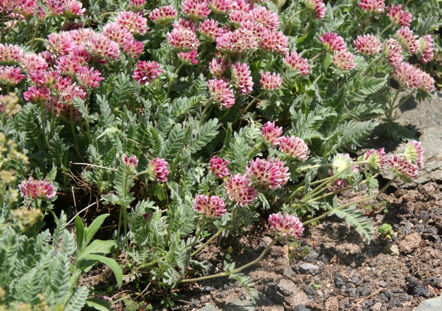 Анхиллис язвенник