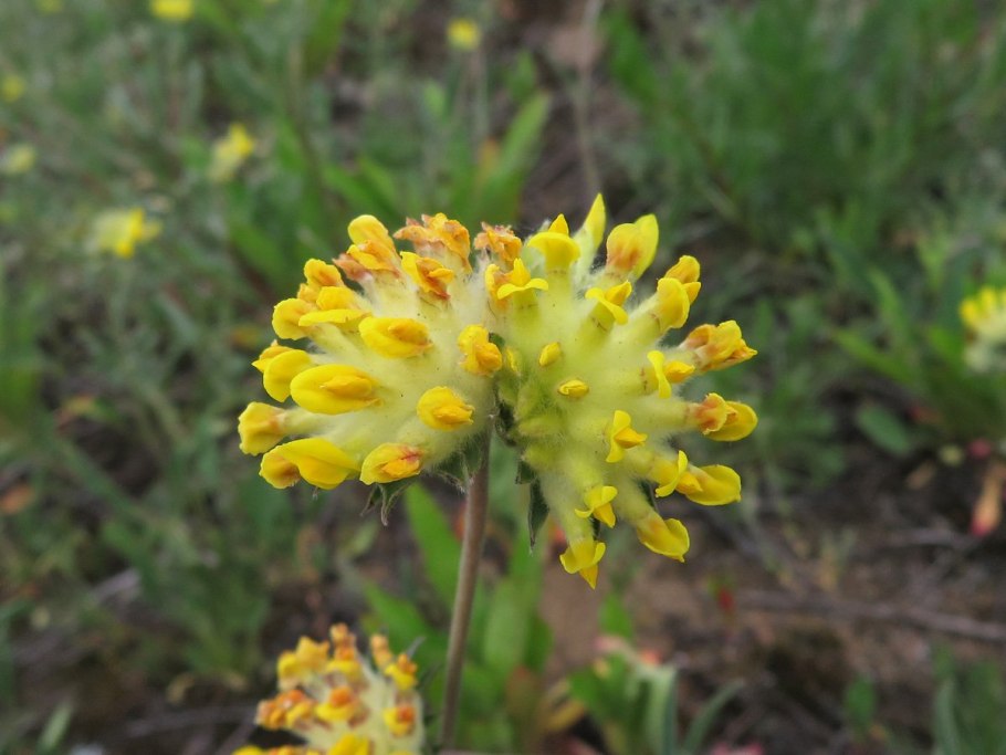 Язвенник крупноголовчатый