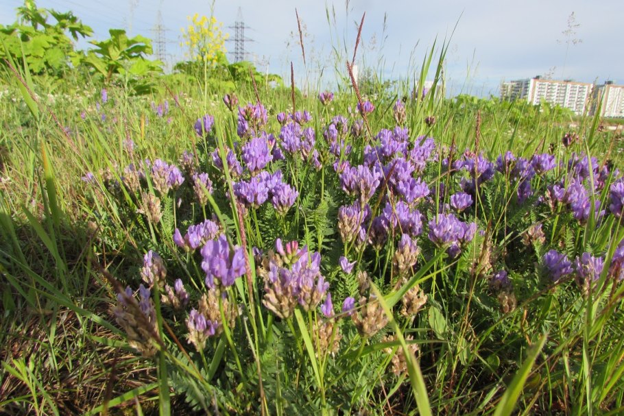 Язвенник многолистный