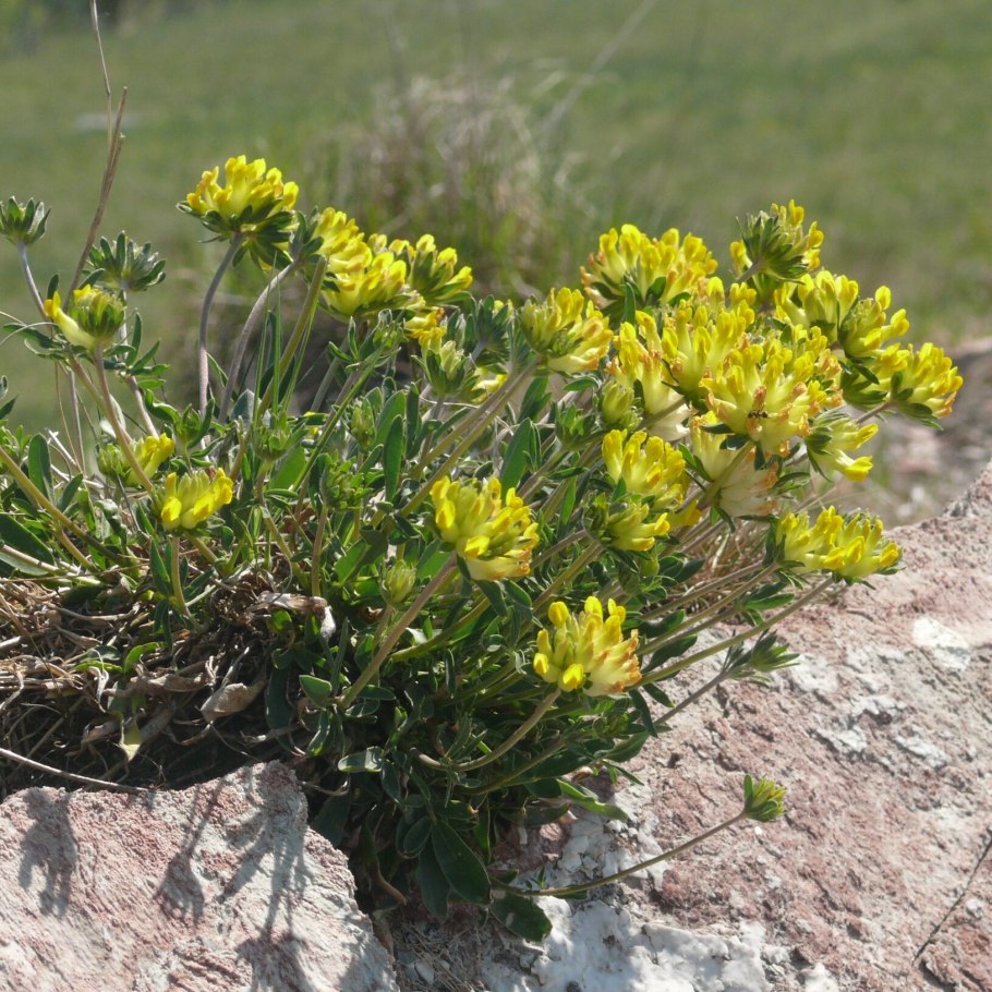 Язвенник обыкновенный