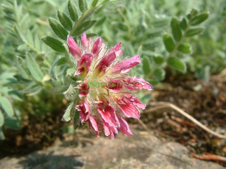 Цветок зольник АНТИЛИС