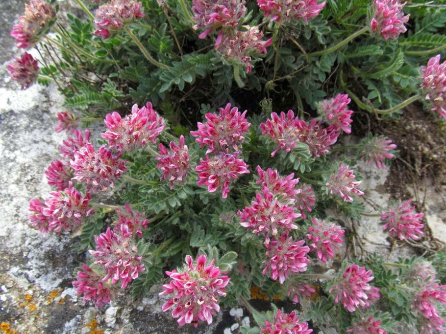 Язвенник антисептик