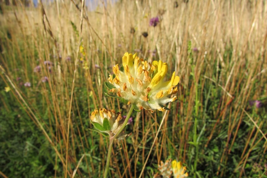 Anthyllis Montana rubra