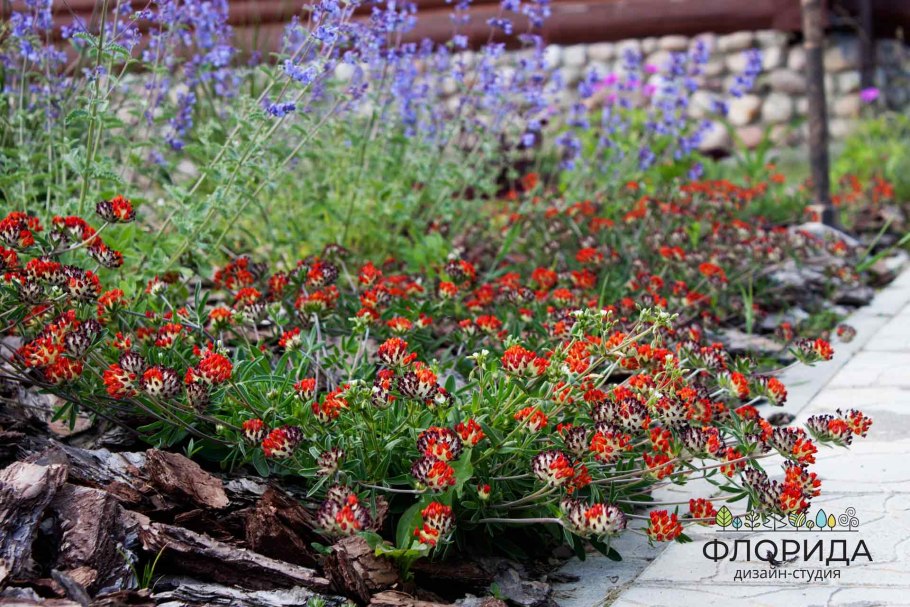 Даисва Daiswa многолистная polyphylla