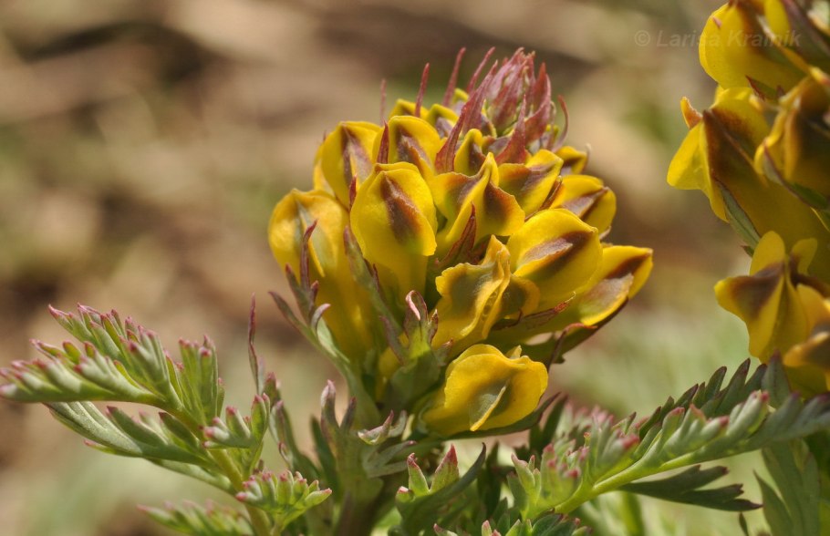 Corydalis speciosa