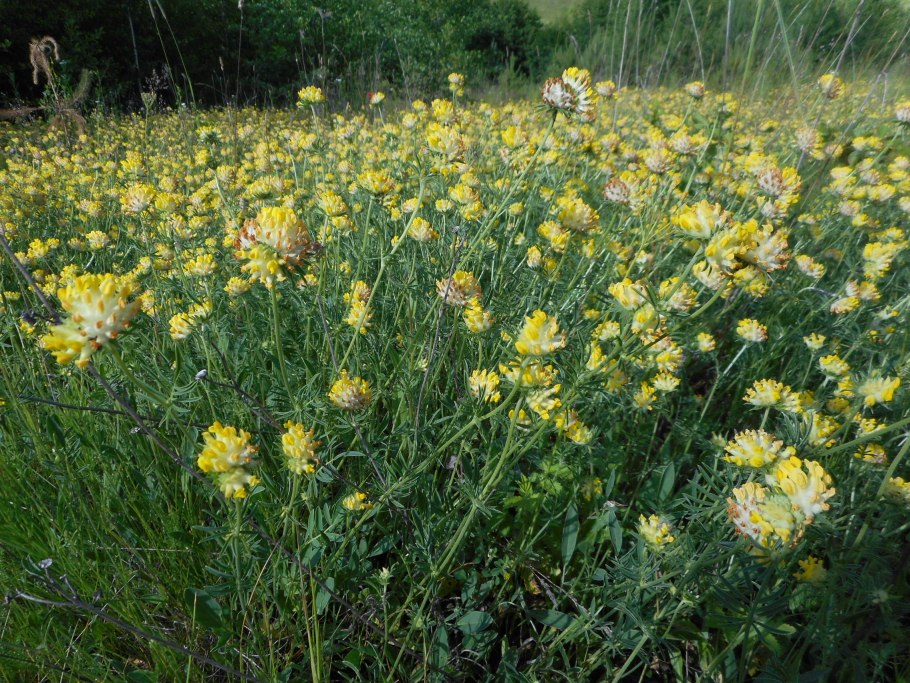 Язвенник ранозаживляющий