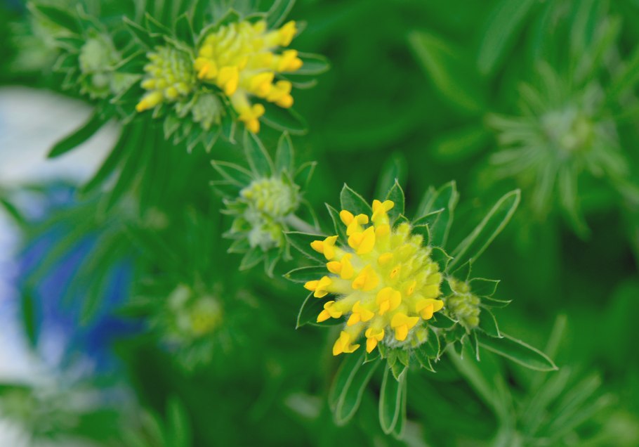 Язвенник ранозаживляющий Anthyllis vulneraria