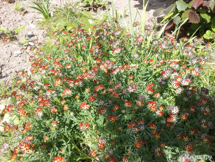 Anthyllis vulneraria