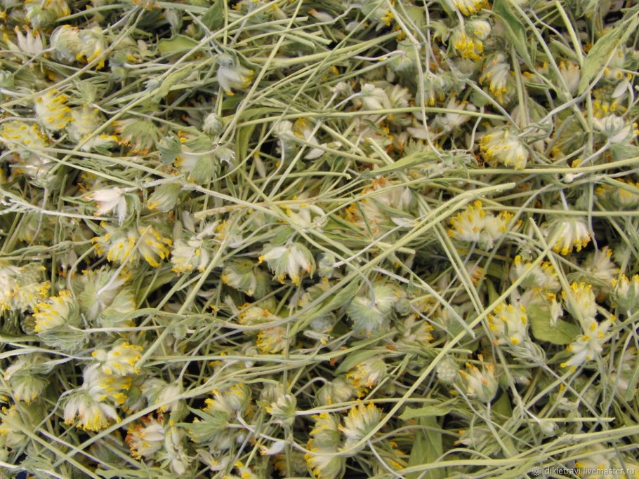 Язвенник многолистный