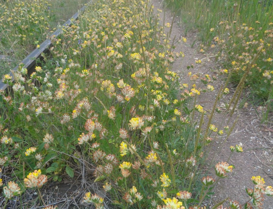 Anthyllis vulneraria