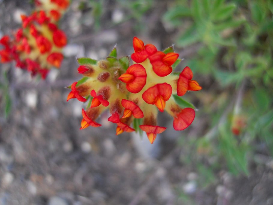 Анхиллис язвенник