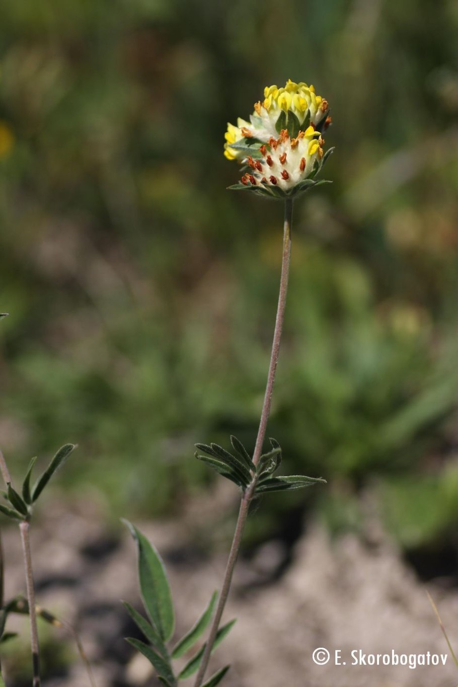 Язвенник крупноголовчатый