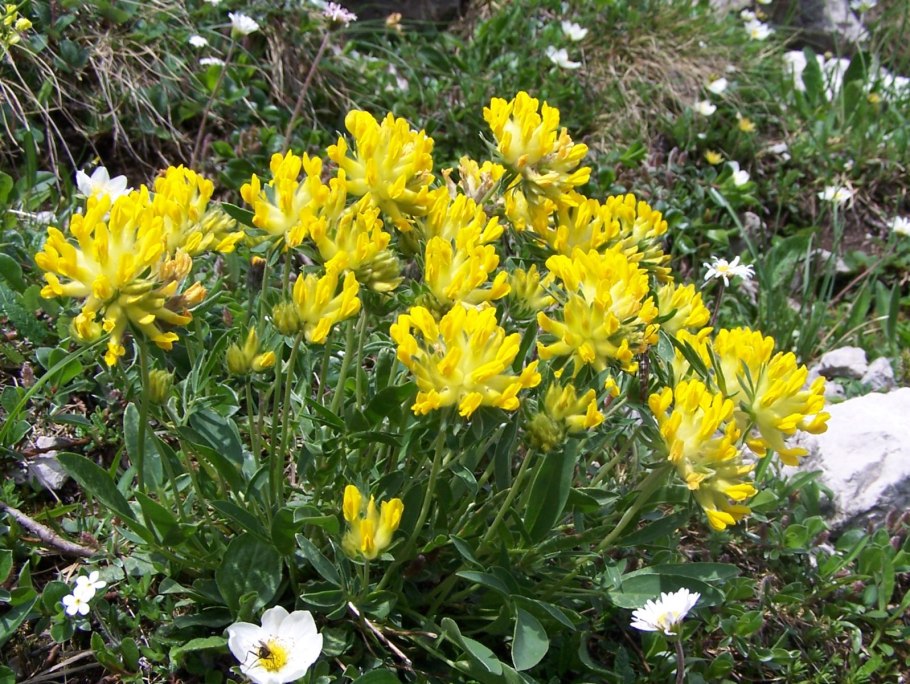 Язвенник "борода Юпитера"