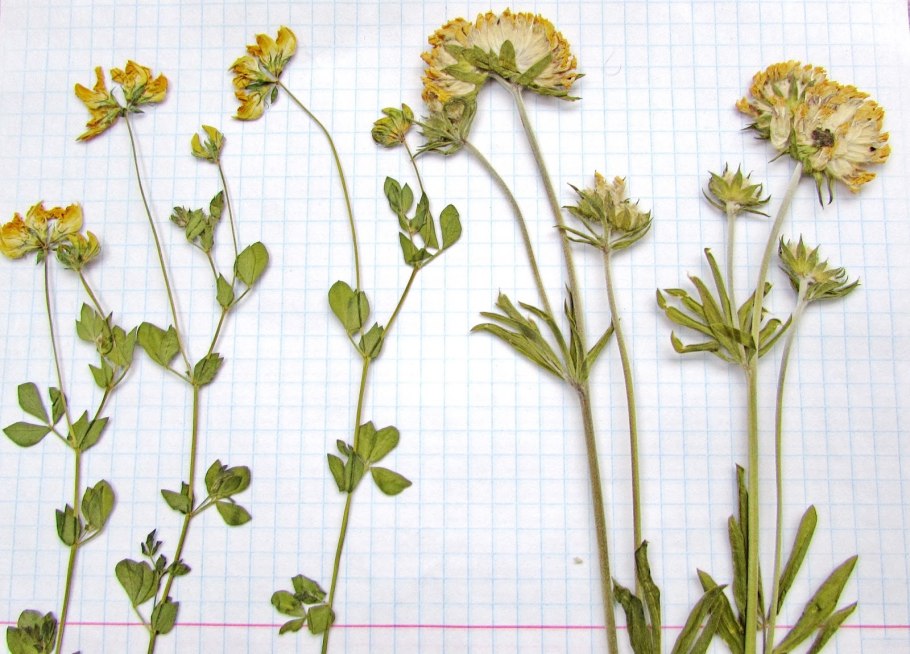 Язвенник горный