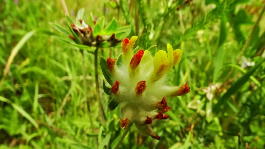 Язвенник крупноголовчатый