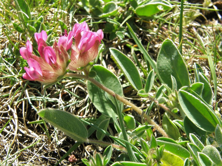 Трава язвенник