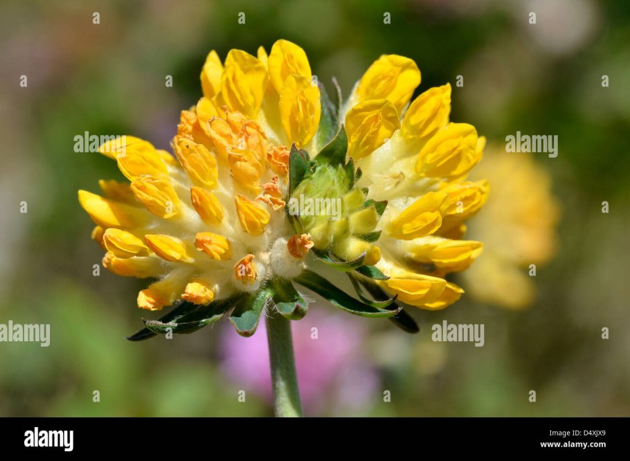 Анхиллис язвенник