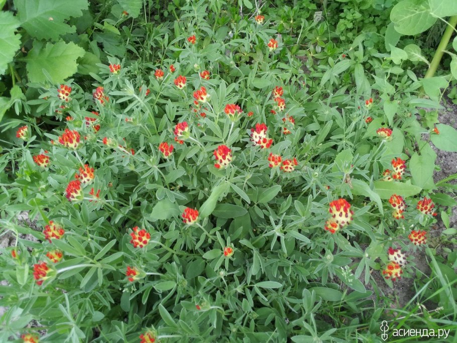 Язвенник песчаный