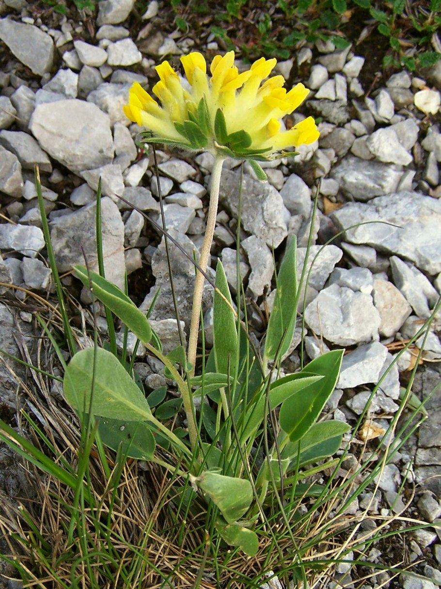 Anthyllis boissieri