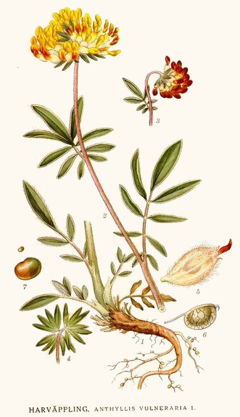 Заячий желтый Клевер