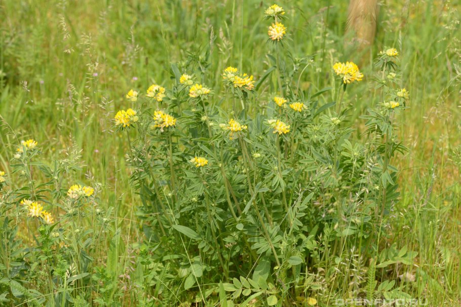 Язвенник ранозаживляющий